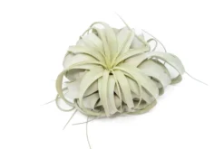 SALE - Large Tillandsia Xerographica - Set Of 3 Or 6 Air Plants - 40% Off -Air plant supply co. Air Plant Tillandsia Xerographica Large 2 b22dc885 373e 46be a5ef 2405ef057b31 scaled