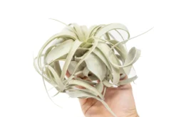 SALE - Medium Tillandsia Xerographica - 3 For $36 - Limited Time -Air plant supply co. Air Plant Tillandsia Xerographica Medium 1 3e56a38a c153 44ec a432 12038f8b41df scaled