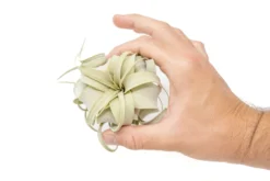Tillandsia Xerographica Air Plants - Multiple Sizes -Air plant supply co. Air Plant Tillandsia Xerographica Seedling 3 scaled