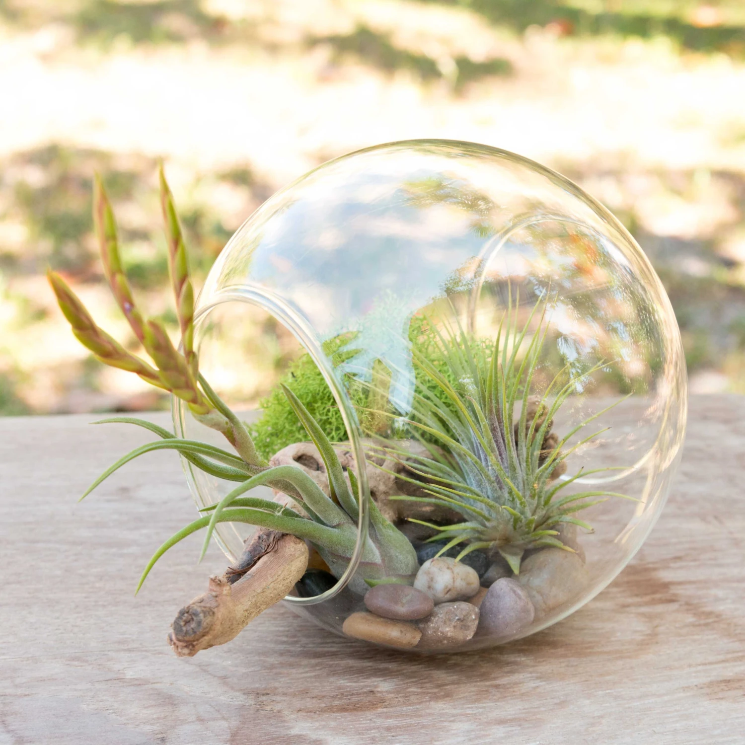 Educational DIY Terrarium Kit With Caput Medusa, Ionantha And Downloadable Lesson Plan + Activities 5 Educational DIY Terrarium Kit With Caput Medusa, Ionantha And Downloadable Lesson Plan + Activities - Image 5