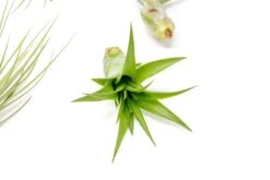 SALE - The Elegant Collection Of Tillandsia Air Plants - Set Of 10, 20, Or 30 - 60% Off -Air plant supply co. Classic Collection Tillandsia Abdita 2 b14dec69 5937 4e48 a032 10a7c09d9de8