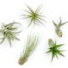 The Elegant Collection Of Tillandsia Air Plants