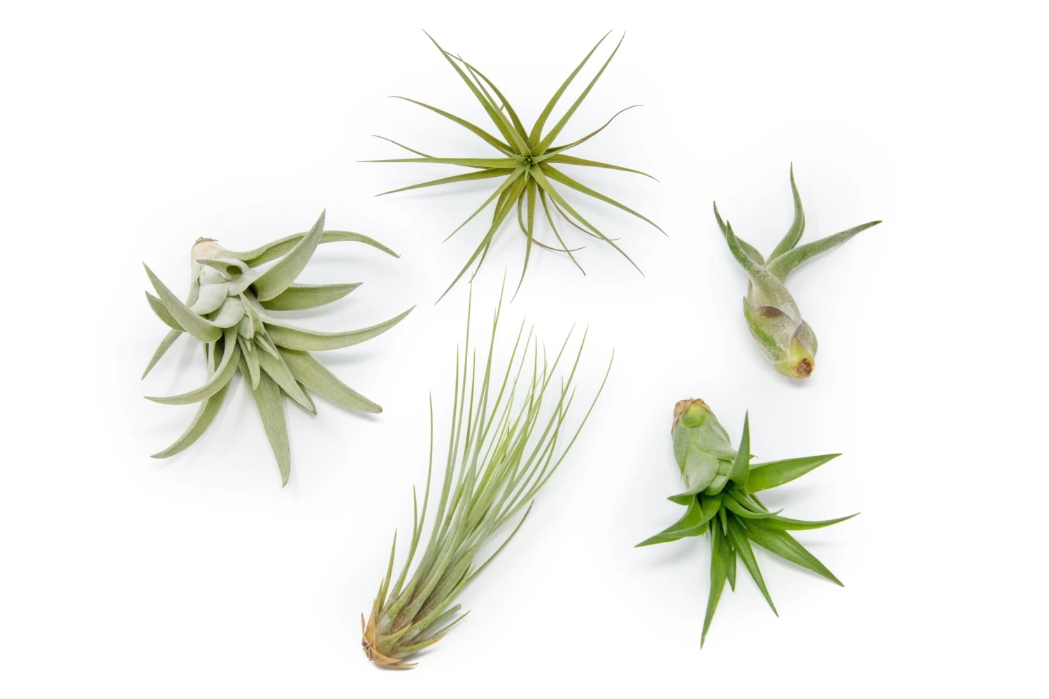 Air plant supply co. -Air plant supply co. Classic Collection Tillandsia Air Plants 2 scaled