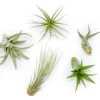 The Elegant Collection Of 5 Tillandsia Air Plants + 1 Year Fertilizer Pack