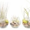 Complete Bubble Trio Terrariums With Tillandsia Juncea, Butzii, And Harrisii Air Plants
