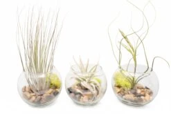 Complete Bubble Trio Terrariums With Tillandsia Juncea, Butzii, And Harrisii Air Plants