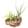 SALE - Small Tabletop Cork Bark Display With 2 Tillandsia Air Plants - Set Of 3 Or 6 - 40% Off