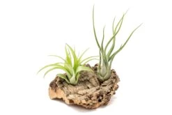 SALE - Small Tabletop Cork Bark Display With 2 Tillandsia Air Plants - Set Of 3 Or 6 - 40% Off