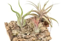 Medium Tabletop Cork Bark Display With 3 Tillandsia Air Plants -Air plant supply co. Cork Bark Display 10 scaled