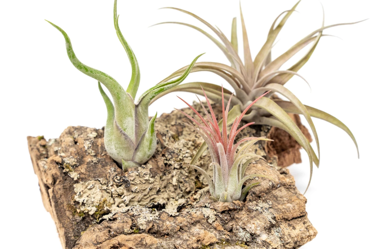 SALE - Medium Tabletop Cork Bark Display With 3 Tillandsia Air Plants - Set Of 3 Or 6 - 40% Off 2 SALE - Medium Tabletop Cork Bark Display With 3 Tillandsia Air Plants - Set Of 3 Or 6 - 40% Off - Image 2