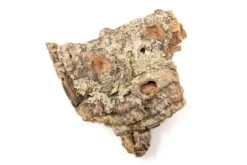 SALE - Medium Tabletop Cork Bark Display With 3 Tillandsia Air Plants - Set Of 3 Or 6 - 40% Off 13 SALE - Medium Tabletop Cork Bark Display With 3 Tillandsia Air Plants - Set Of 3 Or 6 - 40% Off -Air plant supply co. Cork Bark Display 11 e0f77421 9637 4d82 8933 71e2b2ed5c5d scaled