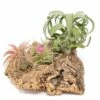 Medium Tabletop Cork Bark Display With 3 Tillandsia Air Plants