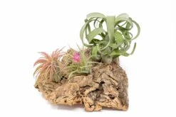 SALE - Medium Tabletop Cork Bark Display With 3 Tillandsia Air Plants - Set Of 3 Or 6 - 40% Off 14 SALE - Medium Tabletop Cork Bark Display With 3 Tillandsia Air Plants - Set Of 3 Or 6 - 40% Off -Air plant supply co. Cork Bark Display 12 b771d6ee 491f 4135 b69a 8ed46b046c68 scaled