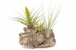 Medium Tabletop Cork Bark Display With 3 Tillandsia Air Plants -Air plant supply co. Cork Bark Display 15 scaled