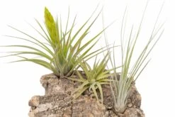 SALE - Medium Tabletop Cork Bark Display With 3 Tillandsia Air Plants - Set Of 3 Or 6 - 40% Off 18 SALE - Medium Tabletop Cork Bark Display With 3 Tillandsia Air Plants - Set Of 3 Or 6 - 40% Off -Air plant supply co. Cork Bark Display 16 3acef49b dd7a 4d97 aaec 15200e17ff7a scaled