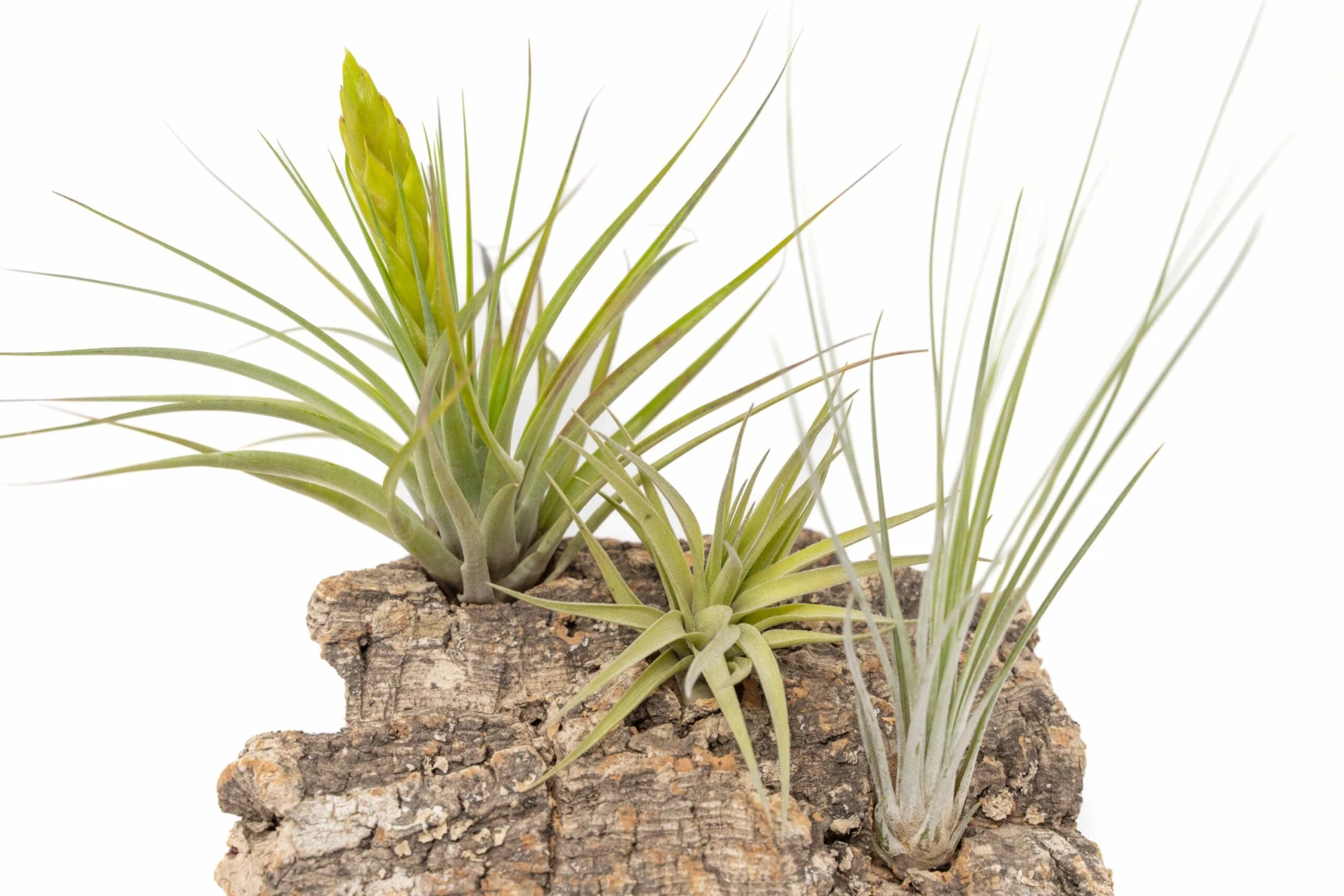 SALE - Medium Tabletop Cork Bark Display With 3 Tillandsia Air Plants - Set Of 3 Or 6 - 40% Off 8 SALE - Medium Tabletop Cork Bark Display With 3 Tillandsia Air Plants - Set Of 3 Or 6 - 40% Off - Image 8