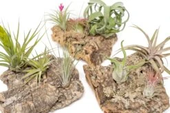 Medium Tabletop Cork Bark Display With 3 Tillandsia Air Plants -Air plant supply co. Cork Bark Display 18 scaled