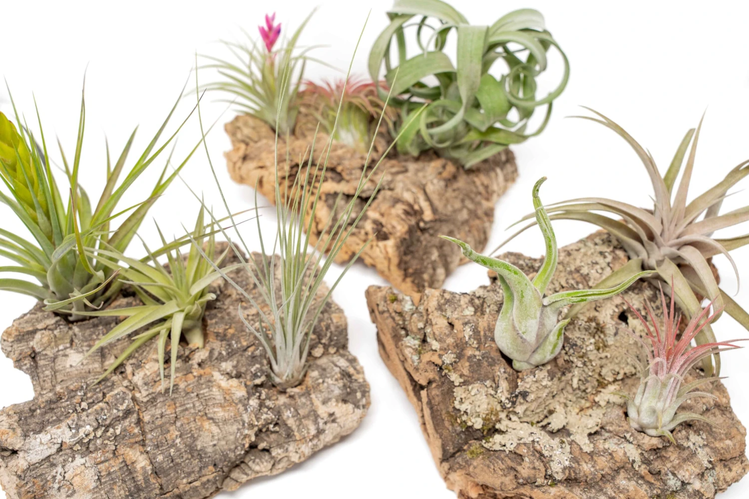 SALE - Medium Tabletop Cork Bark Display With 3 Tillandsia Air Plants - Set Of 3 Or 6 - 40% Off 10 SALE - Medium Tabletop Cork Bark Display With 3 Tillandsia Air Plants - Set Of 3 Or 6 - 40% Off - Image 10