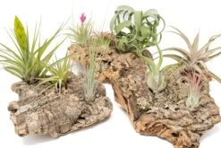 Medium Tabletop Cork Bark Display With 3 Tillandsia Air Plants -Air plant supply co. Cork Bark Display 19 scaled
