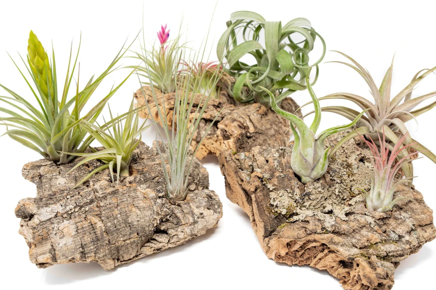 SALE - Medium Tabletop Cork Bark Display With 3 Tillandsia Air Plants - Set Of 3 Or 6 - 40% Off 11 SALE - Medium Tabletop Cork Bark Display With 3 Tillandsia Air Plants - Set Of 3 Or 6 - 40% Off - Image 11