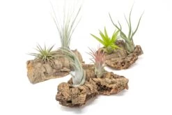 Small Tabletop Cork Bark Display With 2 Tillandsia Air Plants -Air plant supply co. Cork Bark Display 21 3d1682fa f995 460d 8062 2668c42a6922 scaled