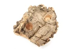 SALE - Small Tabletop Cork Bark Display With 2 Tillandsia Air Plants - Set Of 3 Or 6 - 40% Off -Air plant supply co. Cork Bark Display 3 scaled