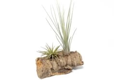 Small Tabletop Cork Bark Display With 2 Tillandsia Air Plants -Air plant supply co. Cork Bark Display 4 0dcd72e8 9b30 4f9a af15 f9fcfa757971 scaled
