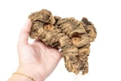 SALE - Small Tabletop Cork Bark Display With 2 Tillandsia Air Plants - Set Of 3 Or 6 - 40% Off -Air plant supply co. Cork Bark Display 7 scaled