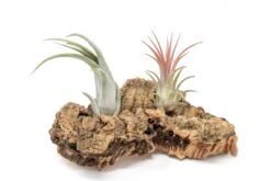 SALE - Small Tabletop Cork Bark Display With 2 Tillandsia Air Plants - Set Of 3 Or 6 - 40% Off -Air plant supply co. Cork Bark Display 8 scaled