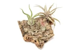 Medium Tabletop Cork Bark Display With 3 Tillandsia Air Plants -Air plant supply co. Cork Bark Display 9 scaled