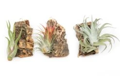 Fully Assembled Holiday Air Plant Cork Bark Displays With Red Ribbon - Small -Air plant supply co. Cork Bark Tillandsia Air Plants 1 1 scaled