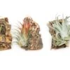 SALE - Cork Bark Chunk Displays With Tillandsia Air Plants & Waterproof Glue - Sets Of 3 Or 6 - 25% Off