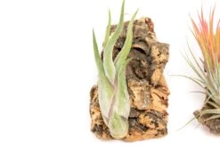 SALE - Cork Bark Chunk Displays With Tillandsia Air Plants & Waterproof Glue - Sets Of 3 Or 6 - 25% Off -Air plant supply co. Cork Bark Tillandsia Air Plants 3 scaled