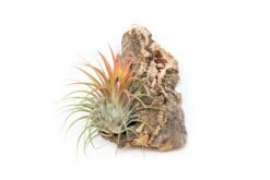 SALE - Cork Bark Chunk Displays With Tillandsia Air Plants & Waterproof Glue - Sets Of 3 Or 6 - 25% Off -Air plant supply co. Cork Bark Tillandsia Air Plants 4 scaled