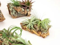 SALE - Small Cork Bark Displays With 3 Tillandsia Air Plants Each & Waterproof Glue - Set Of 3 Or 6 - 40% Off -Air plant supply co. Cork Bark With Tillandsia Air Plants 10 scaled
