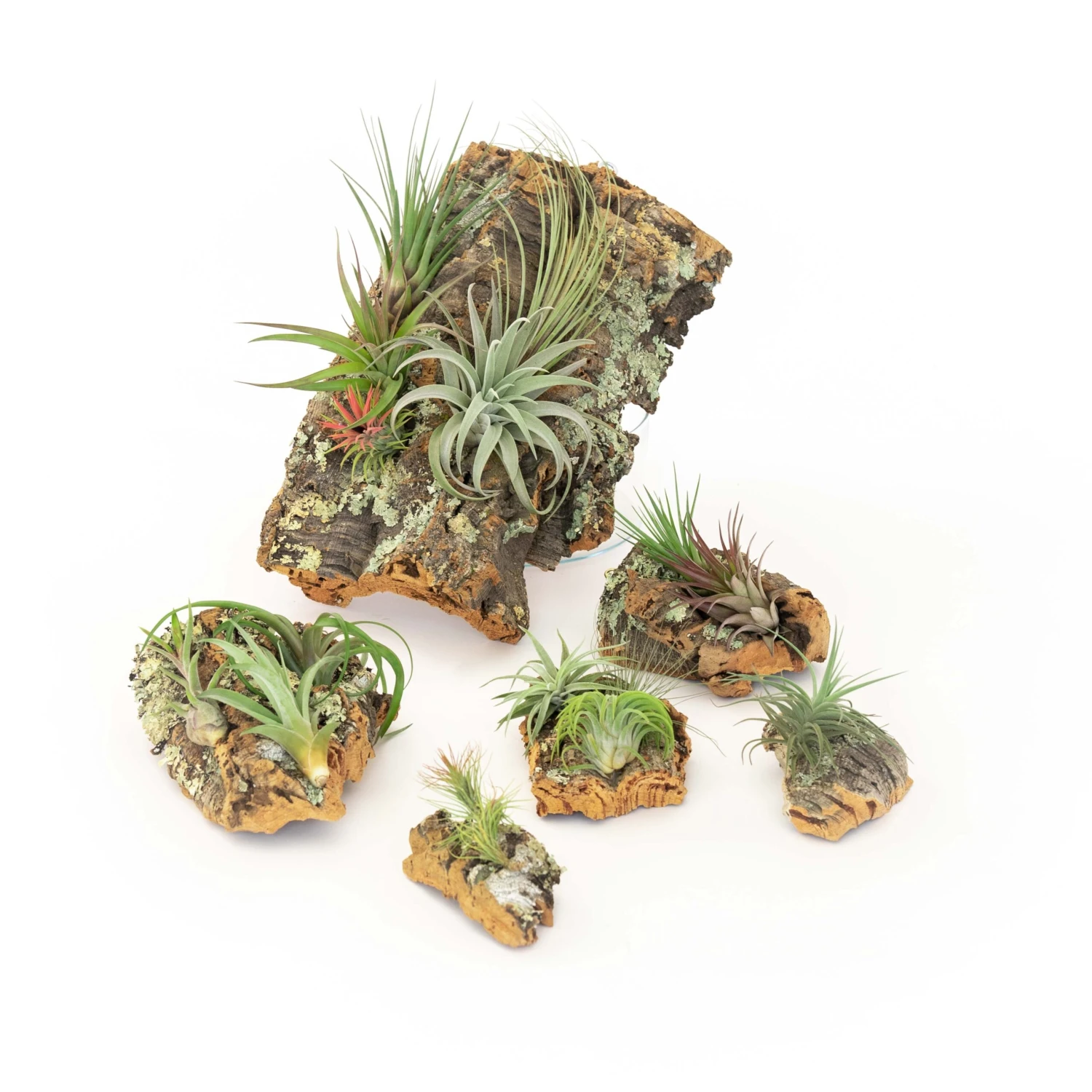 Medium Cork Bark Display With 4 Tillandsia Air Plants & Waterproof Glue - Approximately 7 X 9 Inches 8 Medium Cork Bark Display With 4 Tillandsia Air Plants & Waterproof Glue - Approximately 7 X 9 Inches - Image 8