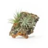 SALE - Medium Cork Bark Displays With Tillandsia Air Plants & Waterproof Glue - Set Of 3 Or 6 - 40% Off