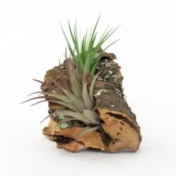SALE - Small Cork Bark Displays With 3 Tillandsia Air Plants Each & Waterproof Glue - Set Of 3 Or 6 - 40% Off -Air plant supply co. Cork Bark With Tillandsia Air Plants 15 scaled