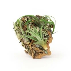 SALE - Small Cork Bark Displays With 3 Tillandsia Air Plants Each & Waterproof Glue - Set Of 3 Or 6 - 40% Off -Air plant supply co. Cork Bark With Tillandsia Air Plants 16 scaled