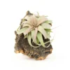 Medium Cork Bark Display With Mini Tillandsia Xerographica - Approximately 7 X 9 Inches