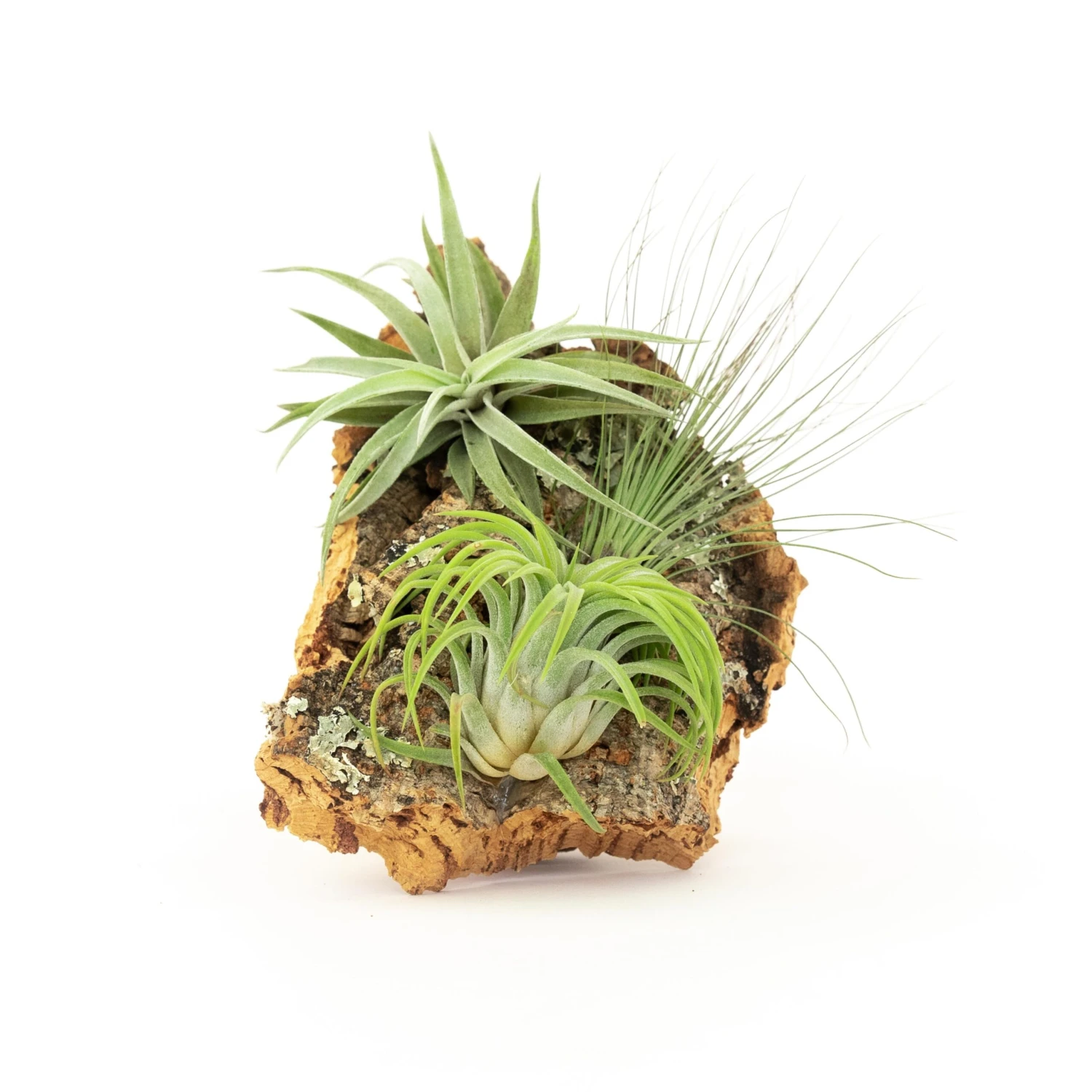 SALE - Medium Cork Bark Displays With Tillandsia Air Plants & Waterproof Glue - Set Of 3 Or 6 - 40% Off - Image 5