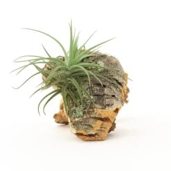 SALE - Cork Bark Chunk Displays With Tillandsia Air Plants & Waterproof Glue - Sets Of 3 Or 6 - 25% Off -Air plant supply co. Cork Bark With Tillandsia Air Plants 19 scaled