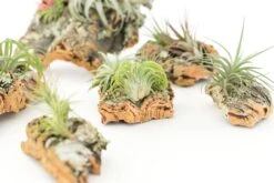 SALE - Cork Bark Chunk Displays With Tillandsia Air Plants & Waterproof Glue - Sets Of 3 Or 6 - 25% Off -Air plant supply co. Cork Bark With Tillandsia Air Plants 2 scaled