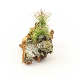 SALE - Cork Bark Chunk Displays With Tillandsia Air Plants & Waterproof Glue - Sets Of 3 Or 6 - 25% Off -Air plant supply co. Cork Bark With Tillandsia Air Plants 20 scaled
