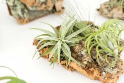 SALE - Small Cork Bark Displays With 3 Tillandsia Air Plants Each & Waterproof Glue - Set Of 3 Or 6 - 40% Off -Air plant supply co. Cork Bark With Tillandsia Air Plants 3 scaled