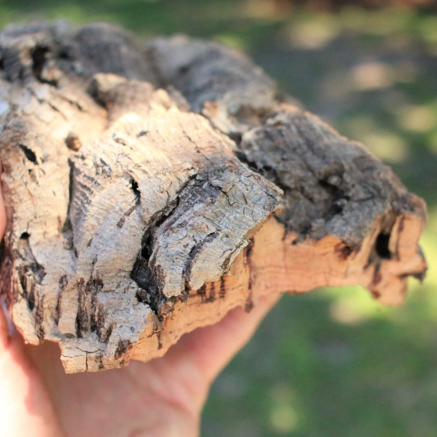 Natural Cork Bark Displays & Waterproof Glue - Create A Unique Vertical Garden Display! - Image 6