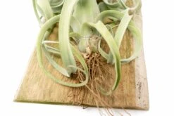Tillandsia Curly Slim Mounted On Natural Cedar Plank -Air plant supply co. Curly Slim Plank 1 2