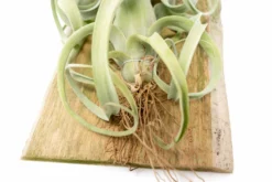 Tillandsia Curly Slim Mounted On Natural Cedar Plank -Air plant supply co. Curly Slim Plank 1 2 scaled