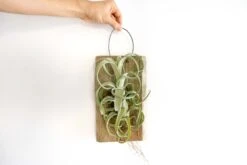 Tillandsia Curly Slim Mounted On Natural Cedar Plank -Air plant supply co. Curly Slim Plank 1 3