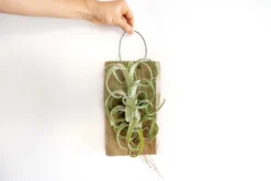 Tillandsia Curly Slim Mounted On Natural Cedar Plank -Air plant supply co. Curly Slim Plank 1 3 scaled